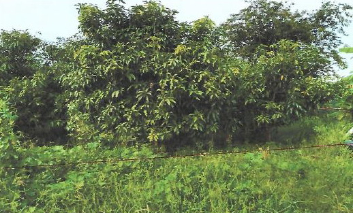 ที่ดินเปล่า ชัยภูมิ แก้งคร้อ หนองสังข์ 21294