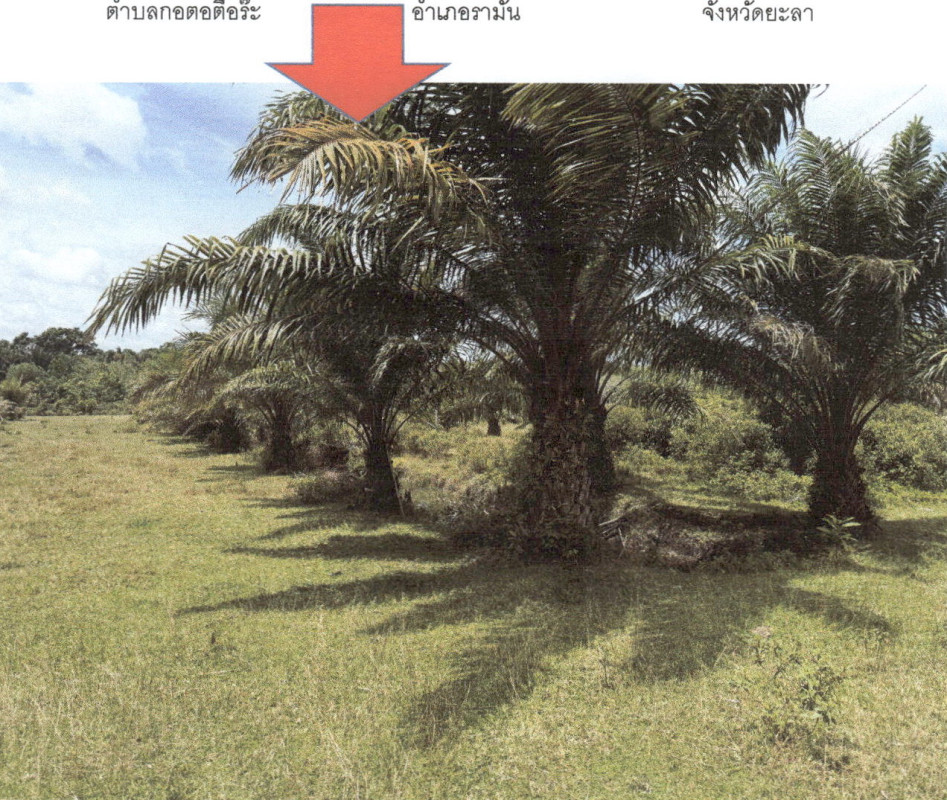ที่ดินเปล่า ยะลา รามัน กอตอตือร๊ะ 319440