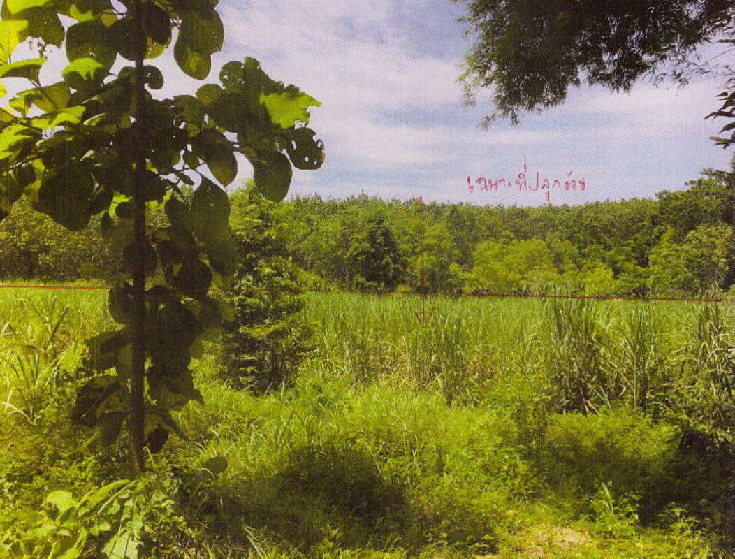 ที่ดินเปล่า มุกดาหาร เมืองมุกดาหาร ผึ่งแดด 171000