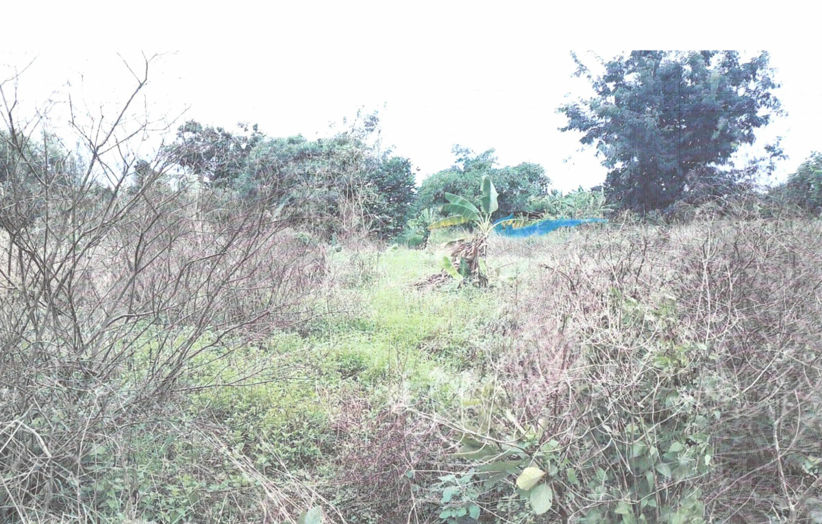 ที่ดินเปล่า นครราชสีมา ขามทะเลสอ ขามทะเลสอ 30900