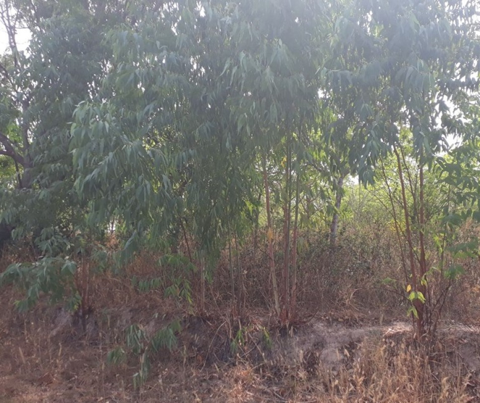 ที่ดินเปล่า อำนาจเจริญ เสนางคนิคม เสนางคนิคม 94600