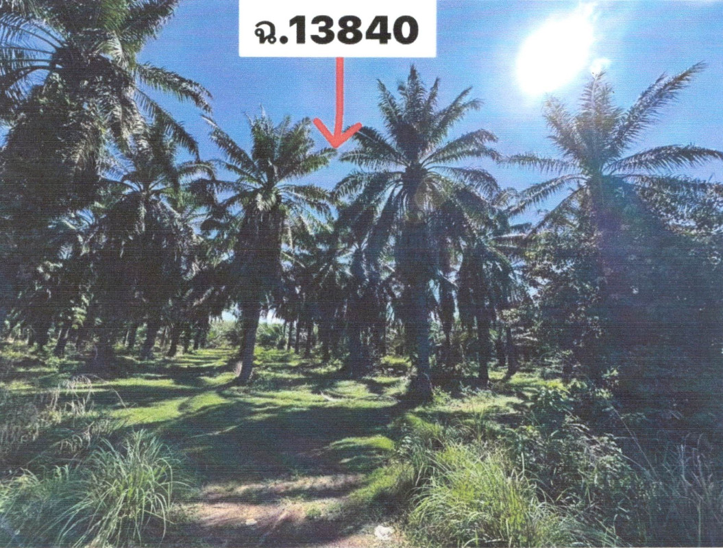 ที่ดินเปล่า สตูล ท่าแพ สาคร 417900