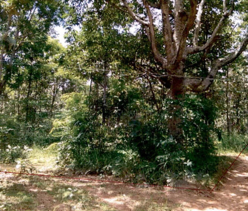 ที่ดินเปล่า นครราชสีมา บัวใหญ่ บัวใหญ่ 355920