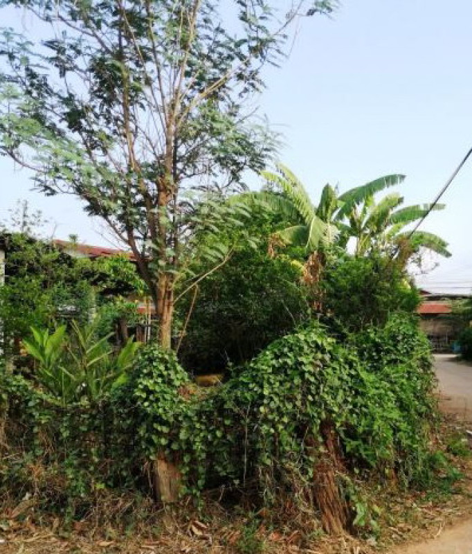 ที่ดินเปล่า อุดรธานี ศรีธาตุ จำปี 174600