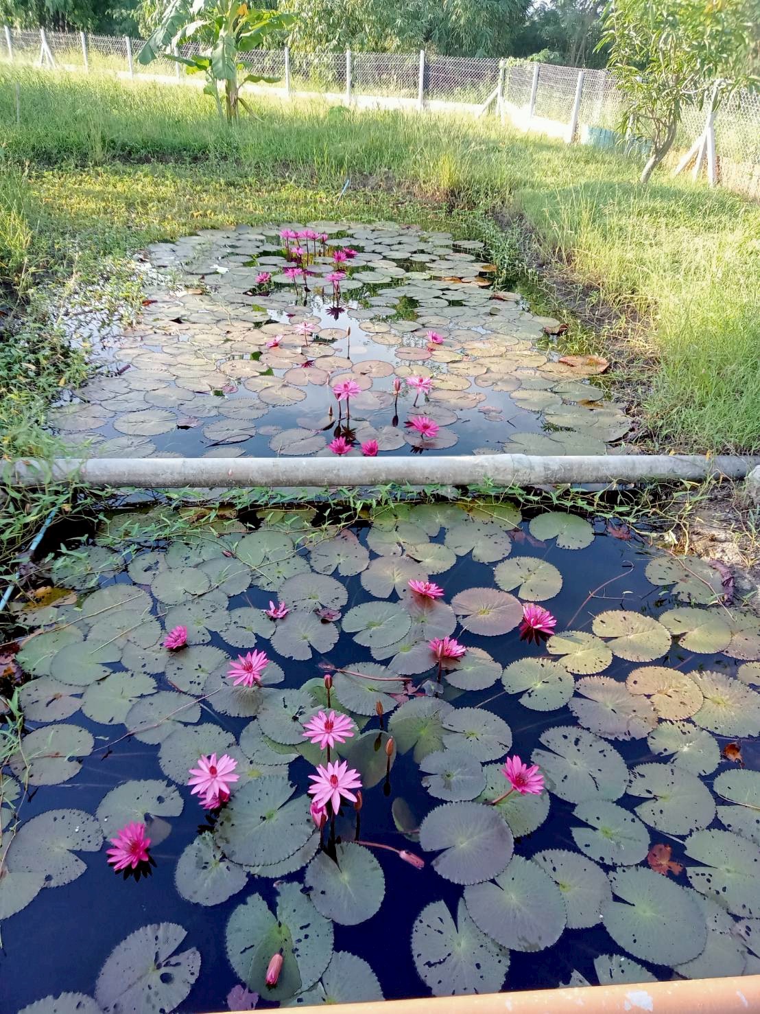 Residential land/lot Loburi Phatthana Nikhom Chong Sarika 4500000