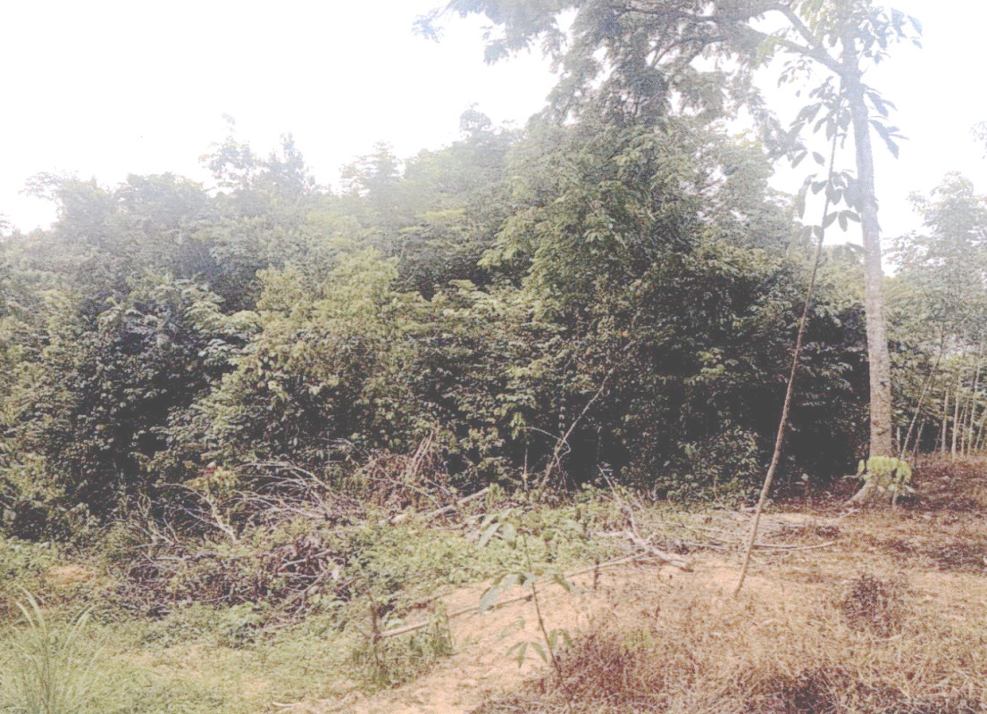 Residential land/lot Songkhla Chana Pa Ching 729675