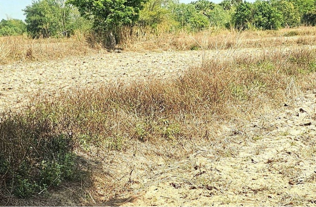 ที่ดินเปล่า ขอนแก่น เมืองขอนแก่น สาวะถี 3110200