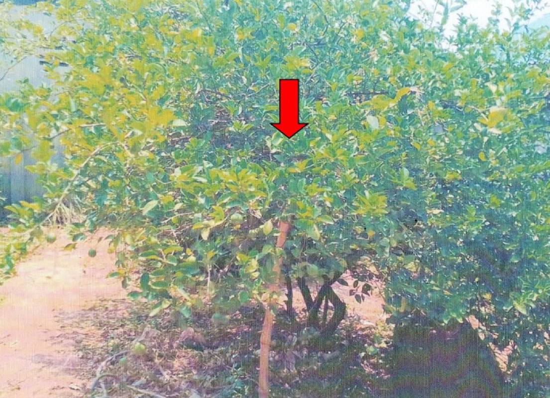 ที่ดินเปล่า นครราชสีมา สูงเนิน เสมา 8600