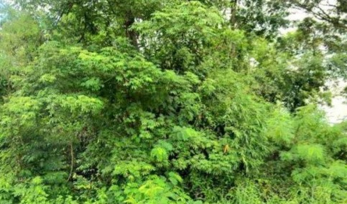 ที่ดินเปล่า กาฬสินธุ์ สหัสขันธ์ โนนศิลา 120000