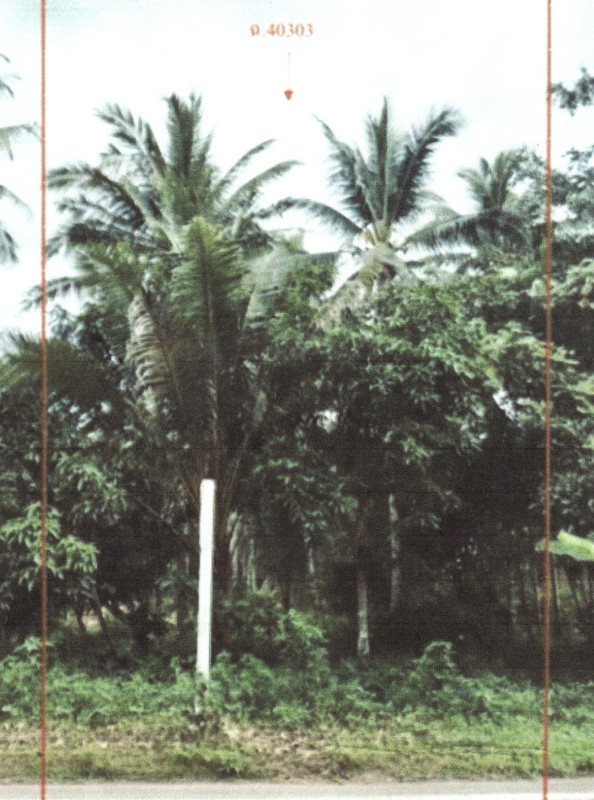 ที่ดินเปล่า ชุมพร เมืองชุมพร บางหมาก 614000