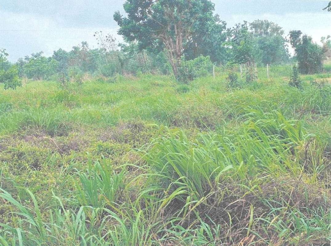 ที่ดินเปล่า นครราชสีมา สูงเนิน นากลาง 30000