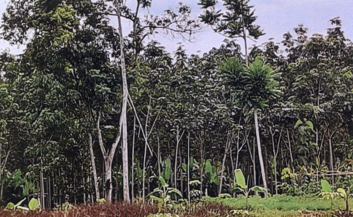 ที่ดินเปล่า สงขลา สะเดา ปริก 565500