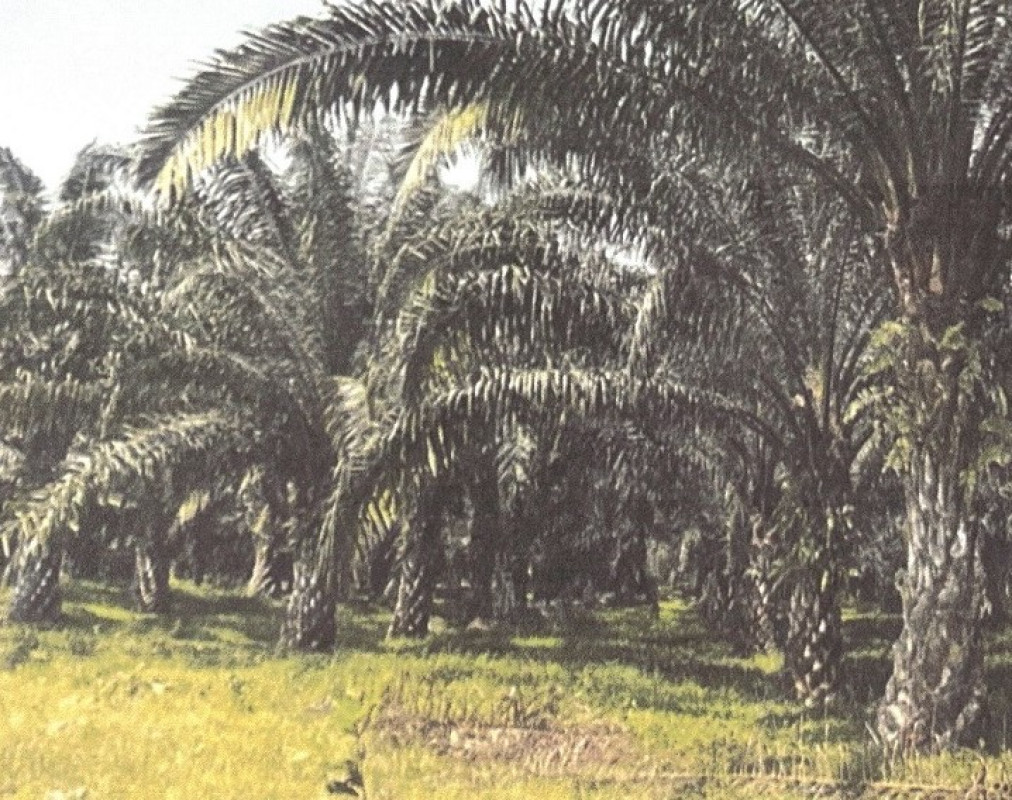 Residential land/lot Surat Thani Tha Chang Pak Chalui 529800