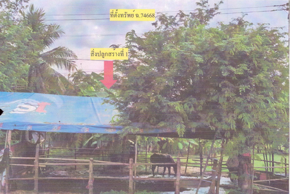 บ้านเดี่ยว ชัยภูมิ เมืองชัยภูมิ นาฝาย 517736