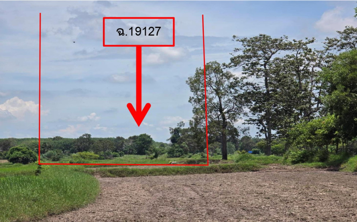 ที่ดินเปล่า สุรินทร์ รัตนบุรี น้ำเขียว 389400