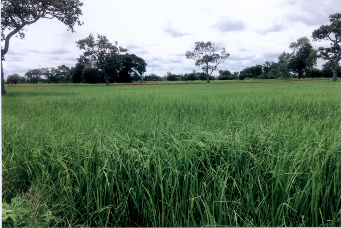 ที่ดินเปล่า สุรินทร์ รัตนบุรี แก 283600