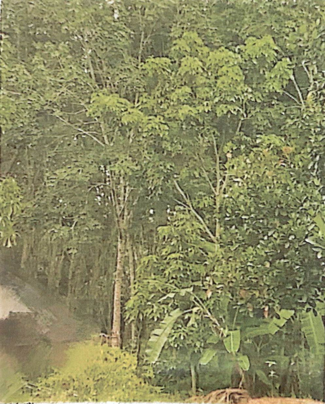 ที่ดินเปล่า กระบี่ เหนือคลอง ห้วยยูง 577440