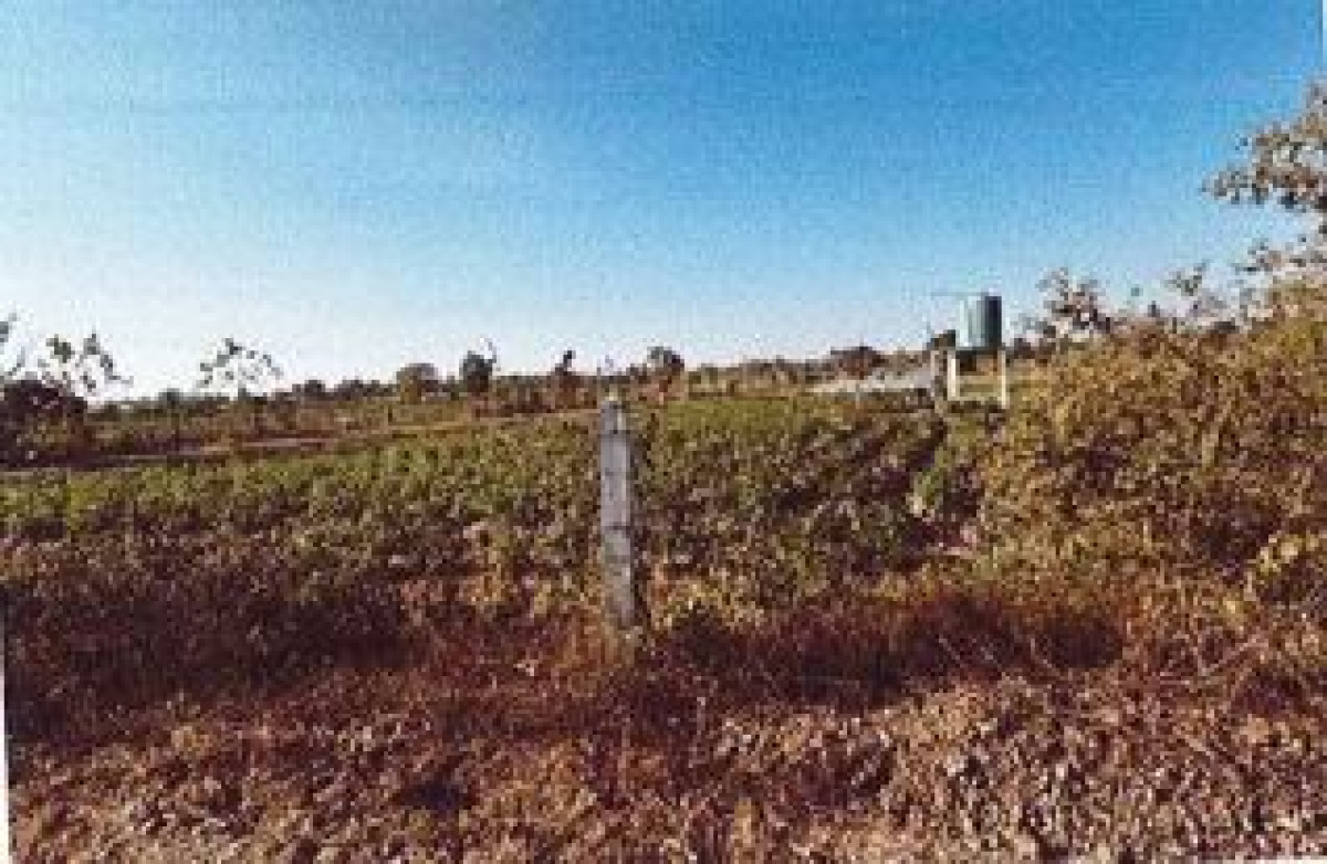 ที่ดินเปล่า นครราชสีมา บัวลาย บัวลาย 527562