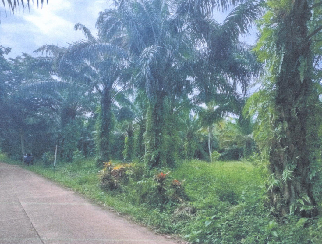 Residential land/lot Chumphon Mueang Chumphon Na Cha-Ang 472890