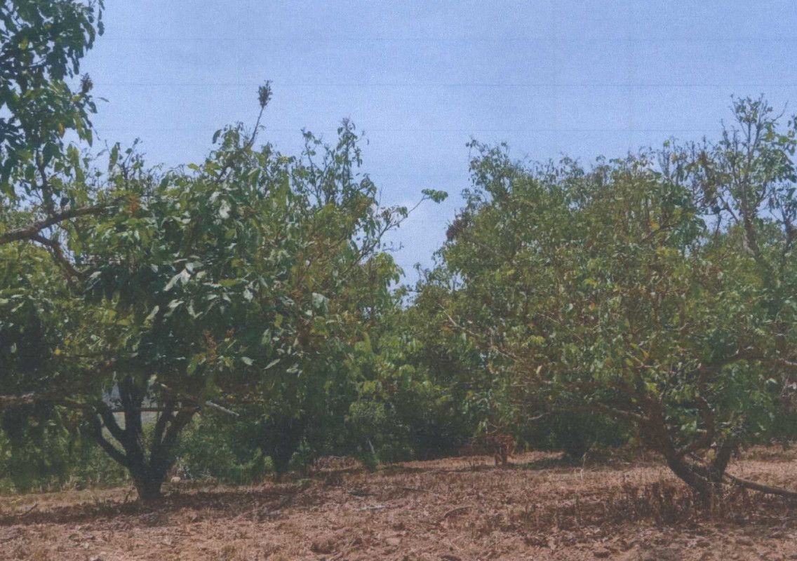 Residential land/lot Lamphun Li Pa Phai 68175