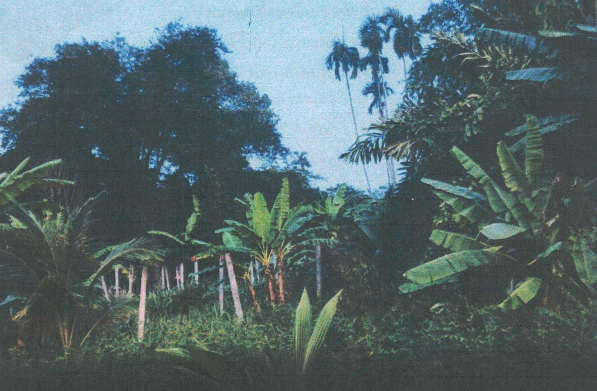 Residential land/lot Nakhon Si Thammarat Thung Song Tham Yai 208400