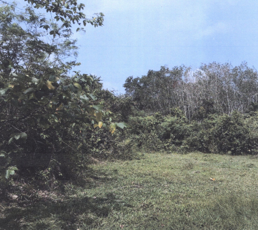 Residential land/lot Phatthalung Pa Bon Nong Thong 100000