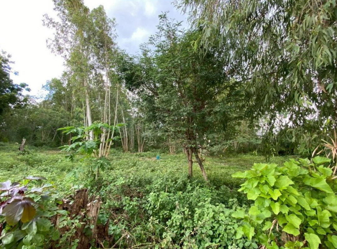 Residential land/lot Khon Kaen Khok Pho Chai Sap Sombun 241650