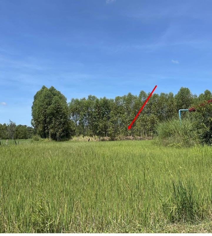 Residential land/lot Sakon Nakhon Khok Si Suphan Tong Khop 80000