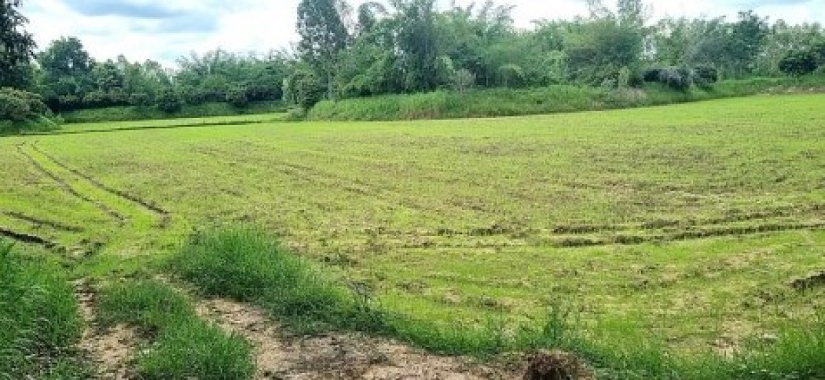 Residential land/lot Kalasin Mueang Kalasin Huai Pho 630000