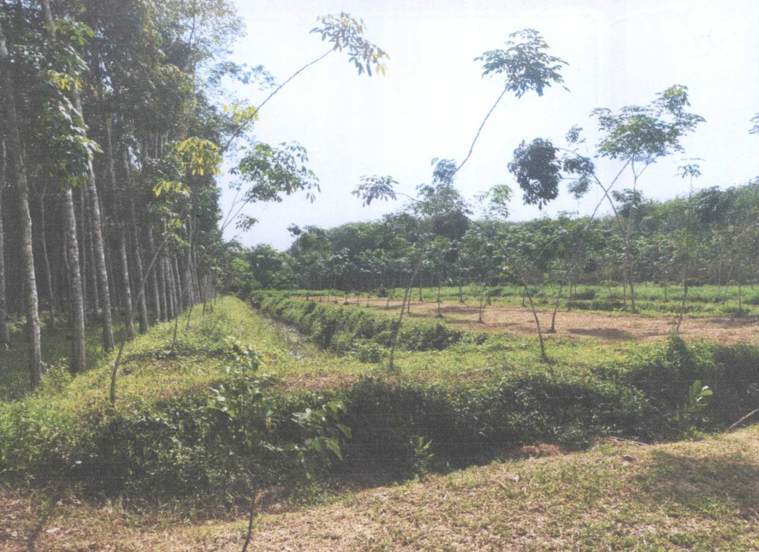 ที่ดินเปล่า นครศรีธรรมราช ฉวาง ไม้เรียง 373680