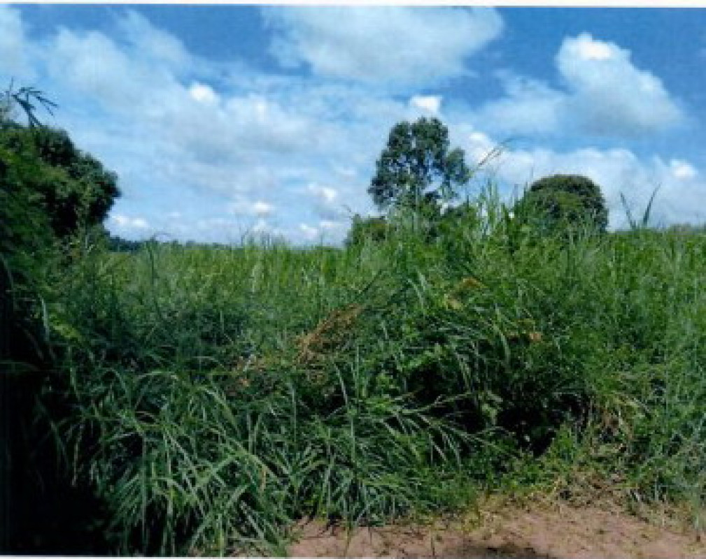 Residential land/lot Kalasin Huai Phueng Kham Bong 183000