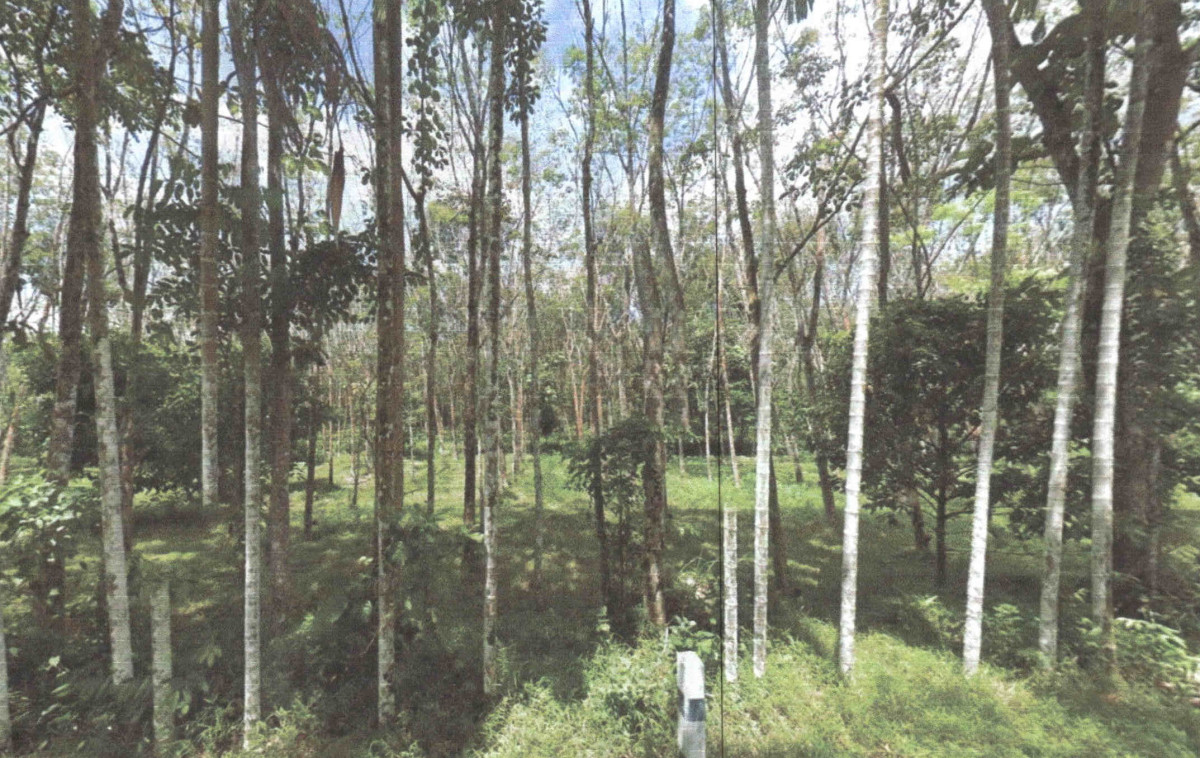 ที่ดินเปล่า พัทลุง กงหรา คลองทรายขาว 313131