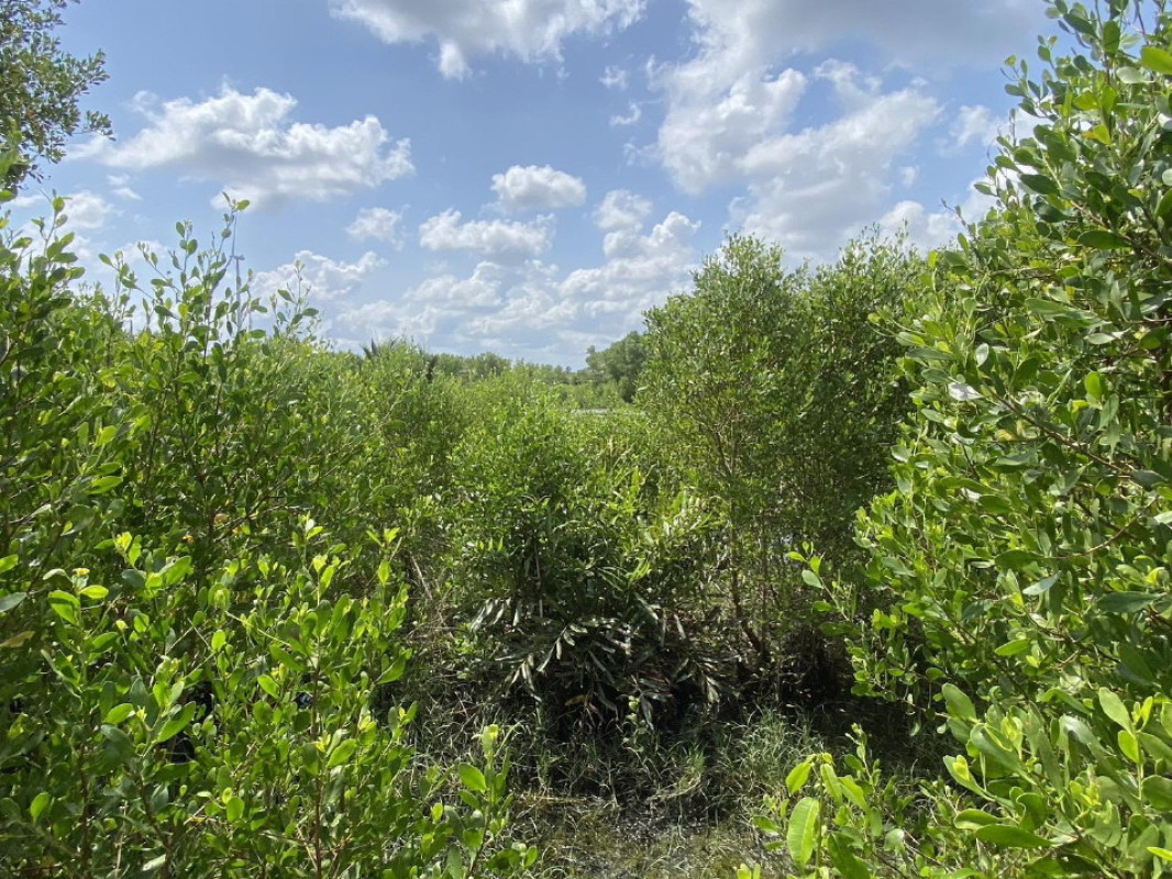 ที่ดินเปล่า นครศรีธรรมราช ปากพนัง ขนาบนาก 387580