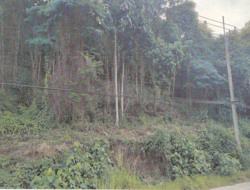 ที่ดินเปล่า กระบี่ เกาะลันตา เกาะลันตาใหญ่ 1879200