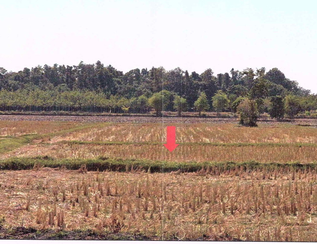 ที่ดินเปล่า สกลนคร พรรณานิคม ไร่ 371280