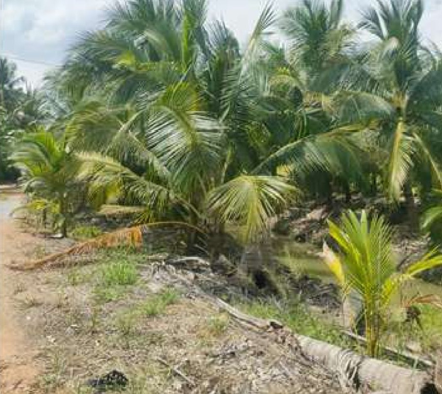 ที่ดินเปล่า นครปฐม สามพราน ตลาดจินดา 10000