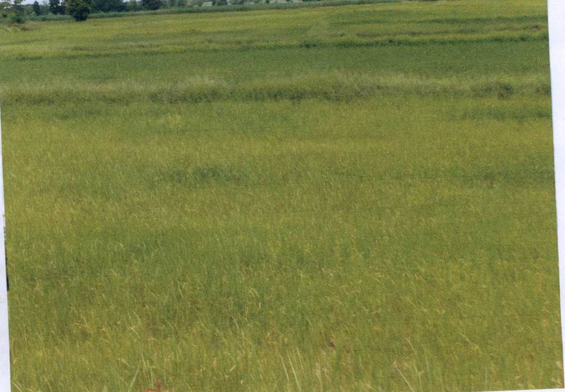 ที่ดินเปล่า กาฬสินธุ์ ยางตลาด ยางตลาด 1446000