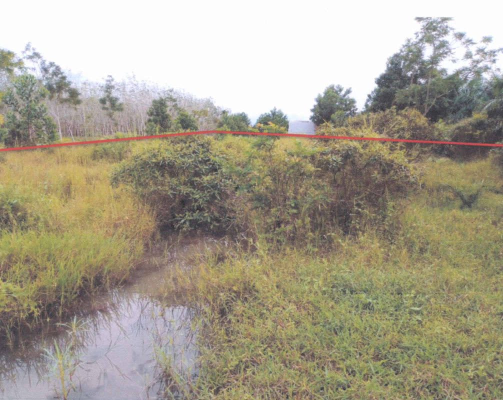 ที่ดินเปล่า พัทลุง เขาชัยสน หานโพธิ์ 424188