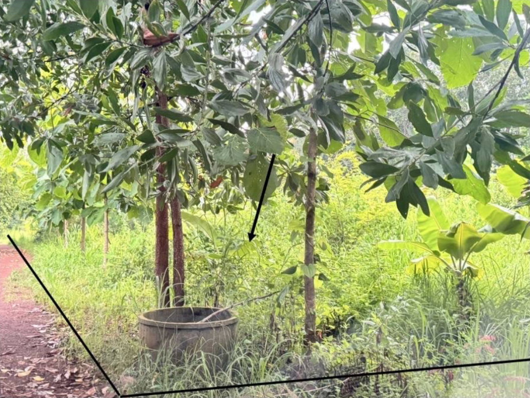 ที่ดินเปล่า นครพนม ปลาปาก โคกสูง 291100