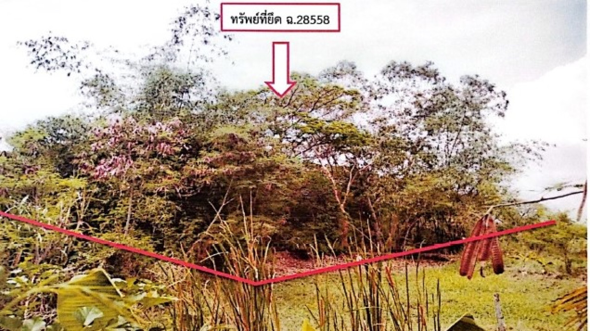 ที่ดินเปล่า บุรีรัมย์ พุทไธสง มะเฟือง 22200