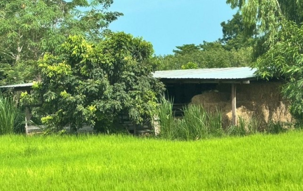 บ้านเดี่ยว ศรีสะเกษ ไพรบึง โนนปูน 1335950