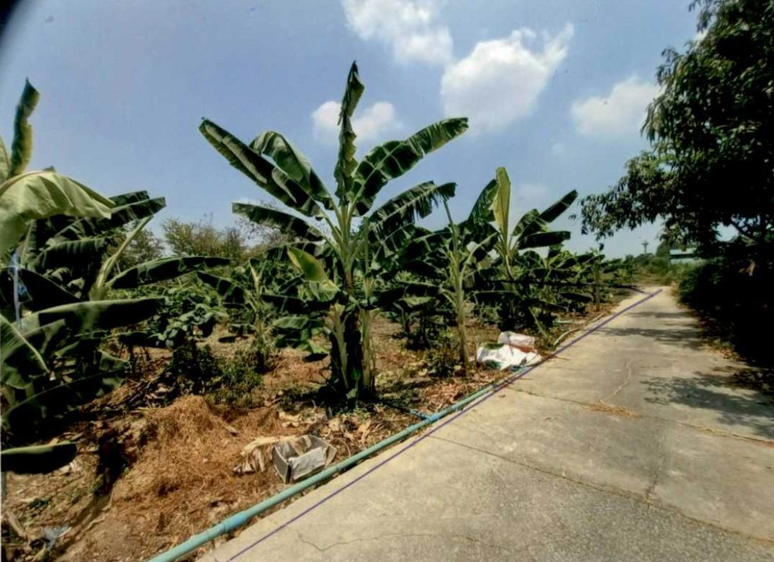 ที่ดินเปล่า พระนครศรีอยุธยา พระนครศรีอยุธยา สวนพริก 300000