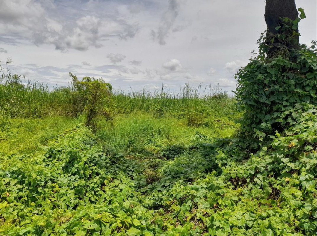 ที่ดินเปล่า นครสวรรค์ พยุหะคีรี น้ำทรง 225000