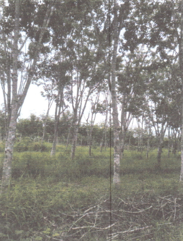 ที่ดินเปล่า พัทลุง ป่าพะยอม เกาะเต่า 463536