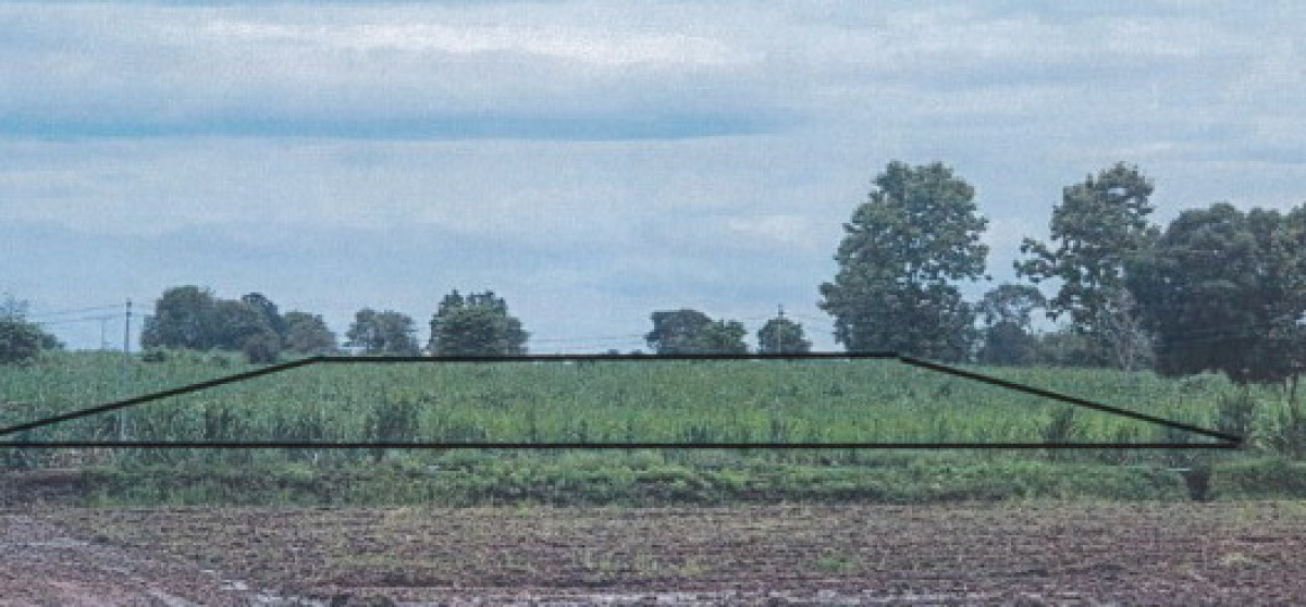 ที่ดินเปล่า ชัยภูมิ เกษตรสมบูรณ์ บ้านบัว 717288