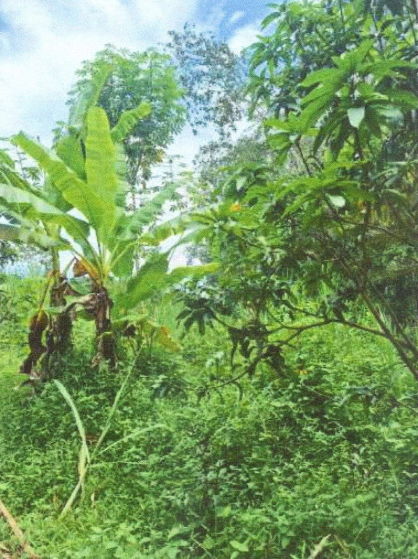 ที่ดินเปล่า สุราษฎร์ธานี บ้านนาสาร ควนศรี 84600