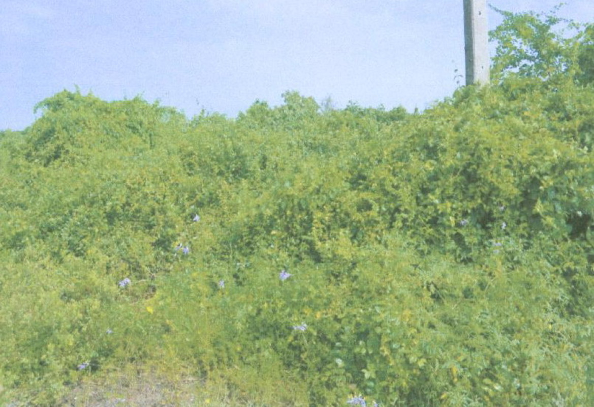 ที่ดินเปล่า เพชรบุรี เมืองเพชรบุรี ท่าราบ 110000