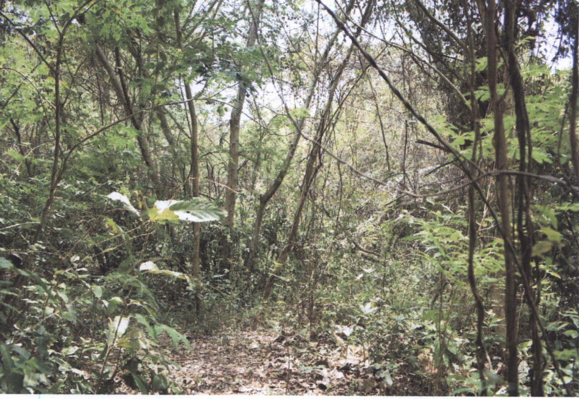 ที่ดินเปล่า แพร่ เมืองแพร่ ทุ่งกวาว 208800