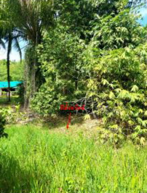 ที่ดินเปล่า นครศรีธรรมราช พระพรหม ช้างซ้าย 80880