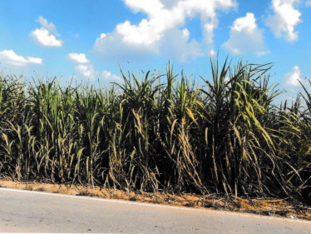 ที่ดินเปล่า พิษณุโลก บางระกำ บึงกอก 2175375